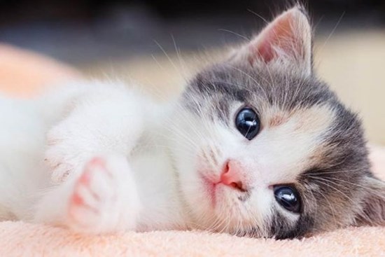Con giáp nào càng về cuối năm càng “đỏ vận”?
