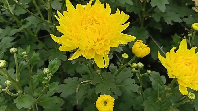 Tại sao không nên trồng cây hoa cúc trước nhà?-1