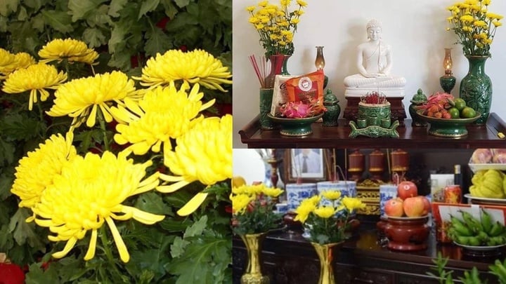 Tại sao không nên trồng cây hoa cúc trước nhà?-3