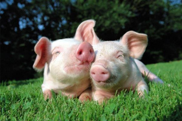 4 con giáp yêu là cưới-2