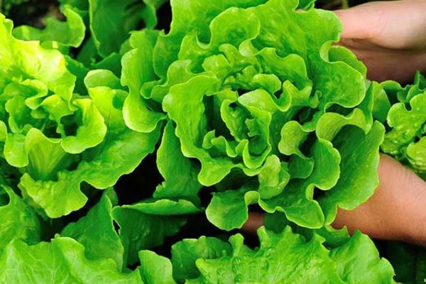 Cách trồng xà lách trong chậu và thùng xốp xanh tốt, an toàn-4