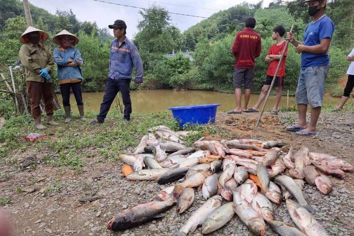 Thủ đoạn tinh vi của kẻ đầu độc ao cá hàng xóm ở Nghệ An-2