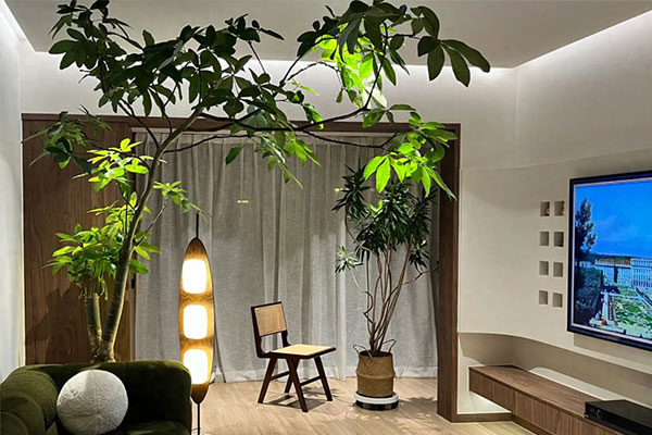 Cây phú quý hợp mệnh nào, tuổi nào?-3