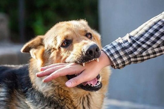 Bé gái 5 tuổi bị hai con chó của gia đình cắn tử vong