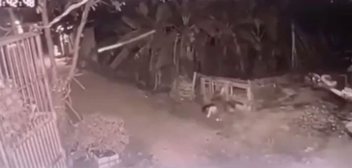 Bé gái 5 tuổi bị hai con chó của gia đình cắn tử vong-1