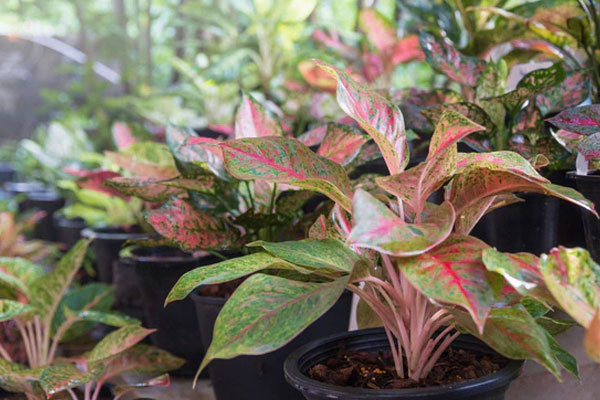 Ý nghĩa của việc trồng cây vạn tuế trước nhà-4