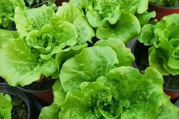 Mẹo bảo quản hành lá, ớt, tỏi được lâu-5