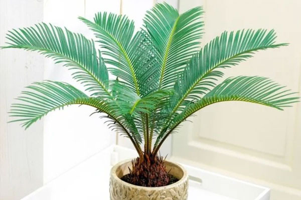 Cách trồng cây chanh trong chậu sai quả quanh năm-5