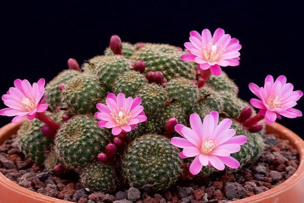 Đây là lý do vì sao người mệnh này không nên trồng hoa nhài trong nhà-4