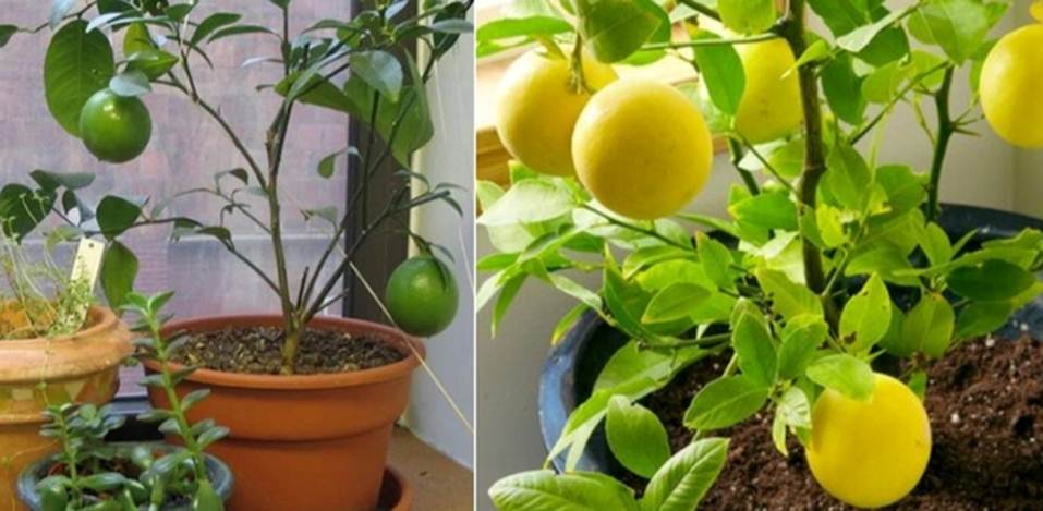 Cách trồng cây chanh trong chậu sai quả quanh năm-1