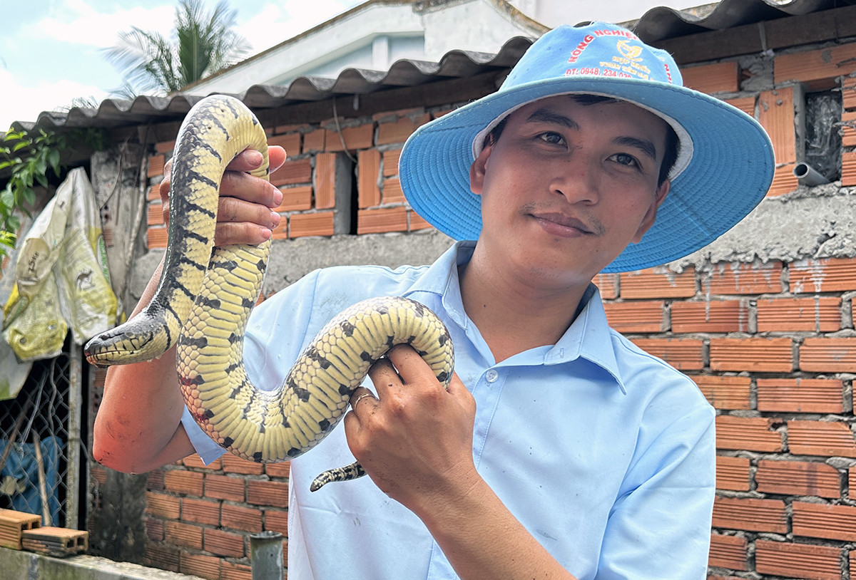 Nuôi nghìn con rắn quấn nhau trong bể xi măng, thanh niên lãi nửa tỷ 1 năm-2