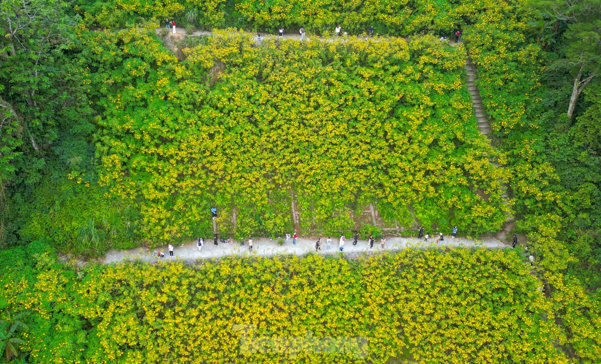 Giới trẻ xếp hàng từ 4 giờ sáng đi săn mây, ngắm hoa dã quỳ-7