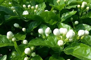 Đây là lý do vì sao người mệnh này không nên trồng hoa nhài trong nhà