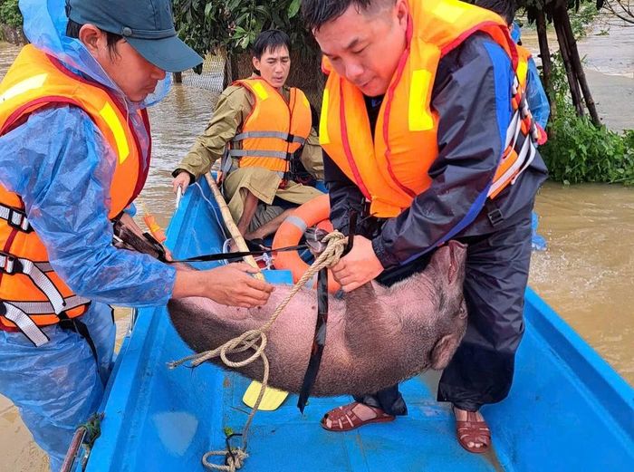 Lũ lụt ở Quảng Ngãi gây thiệt hại nặng nề cho người dân-3