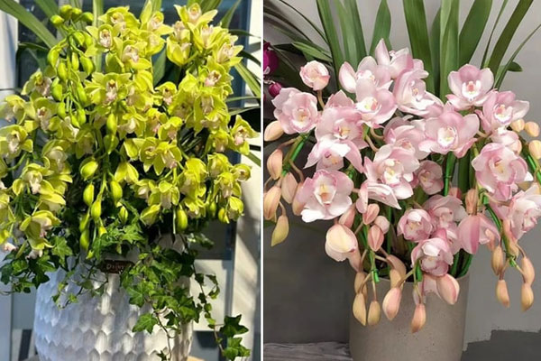 Hoa quý tộc giá chát vẫn cháy hàng mỗi dịp Tết-5