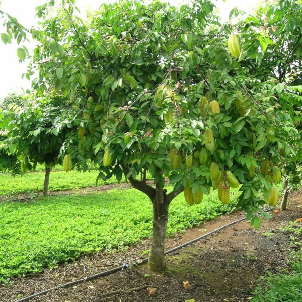 Loại cây ăn quả trồng sân vườn dễ chăm sóc, hiệu quả và làm đẹp không gian sống-2