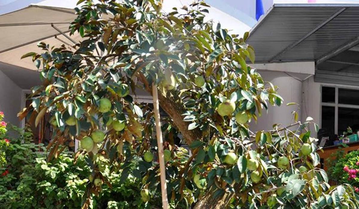 Loại cây ăn quả trồng sân vườn dễ chăm sóc, hiệu quả và làm đẹp không gian sống-3