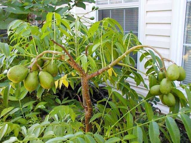 Loại cây ăn quả trồng sân vườn dễ chăm sóc, hiệu quả và làm đẹp không gian sống-4
