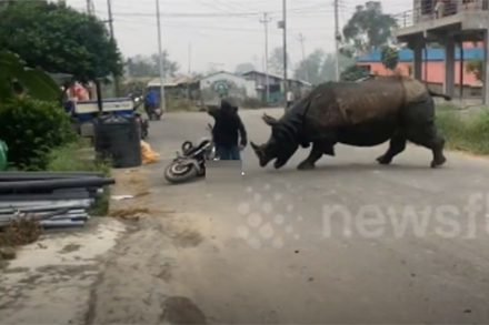 Tê giác hung hãn tấn công người, náo loạn cả khu phố