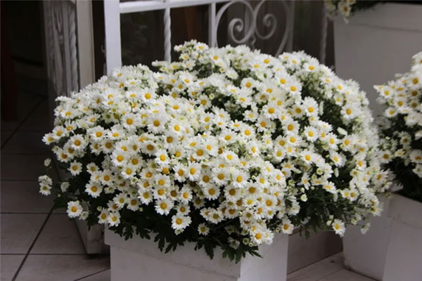 Gia chủ tuổi này khi trồng bưởi sẽ nhận được nhiều may mắn, vượng khí tốt-4