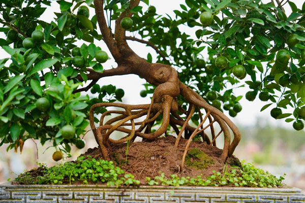 Bị bão lũ lịch sử tàn phá, đào, quất cảnh Hà Nội có kịp đón Tết Nguyên đán?-20