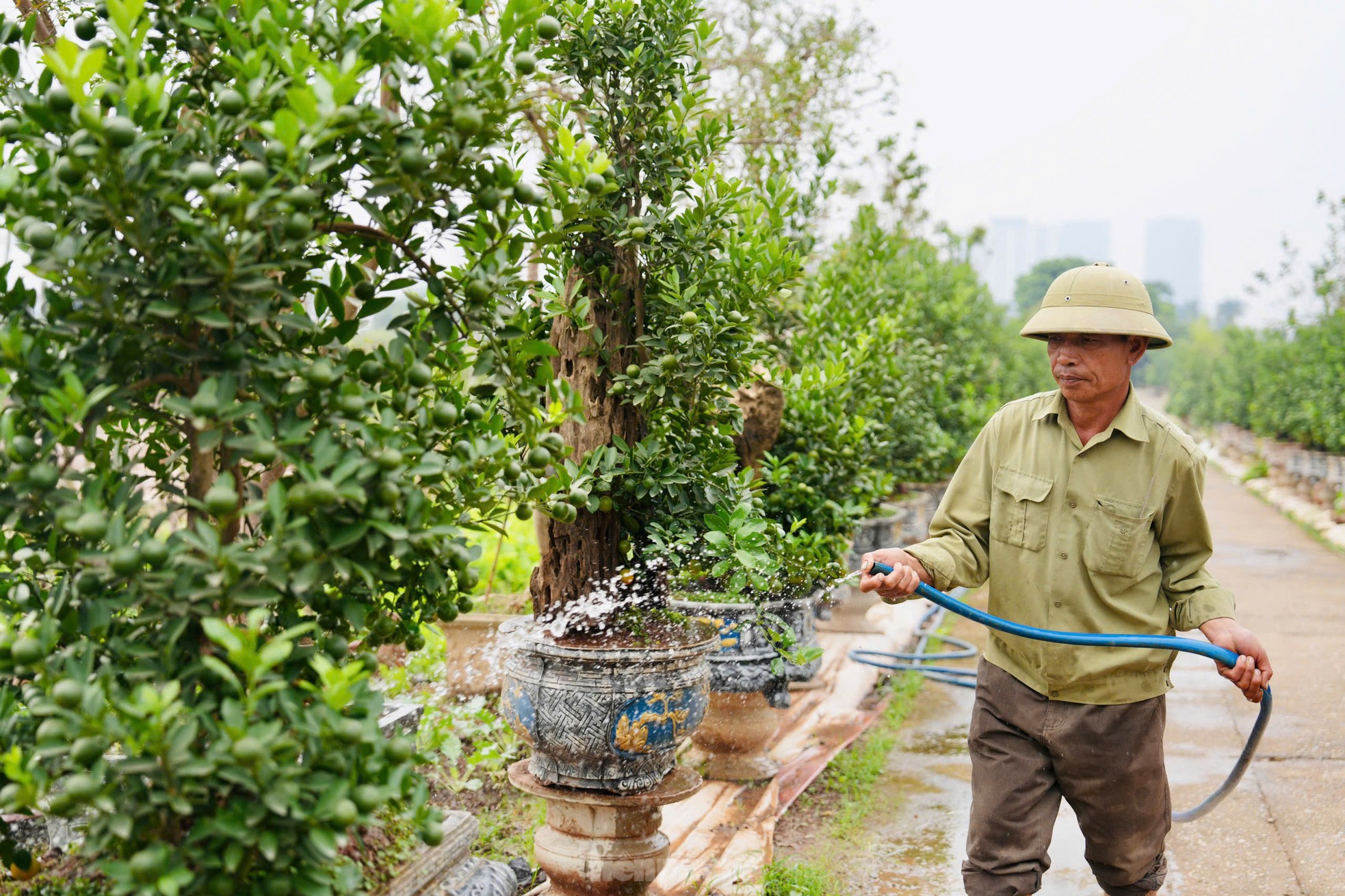 Quất mộc căn ‘thoát lũ’ lên chậu sẵn sàng phục vụ khách dịp Tết Nguyên đán-5