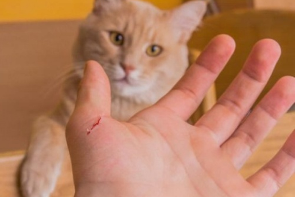 Chui xuống gầm xe giường nằm, phụ xe bị đè tử vong-2