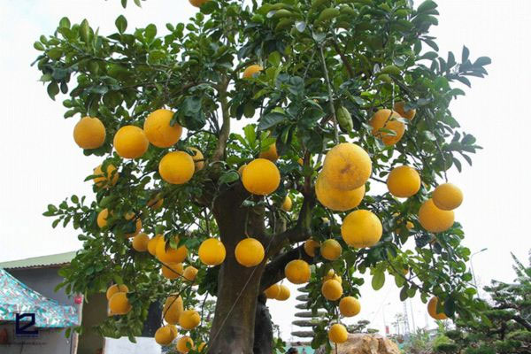 Ý nghĩa phong thuỷ của cây rau húng quế-2