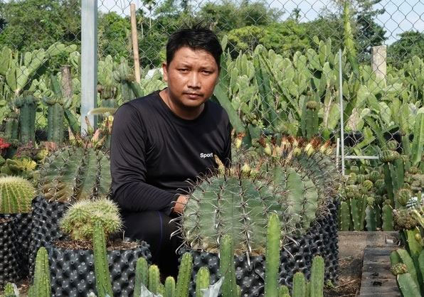 Mạnh dạn đầu tư trồng cây không lá gai góc, anh nông dân thu lãi 500 triệu/năm rất nhẹ nhàng-1