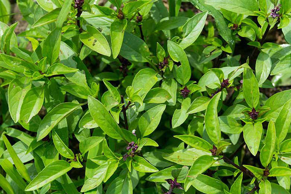 Cách trồng hoa ngọc lan trong chậu nở nhiều bông, thơm ngào ngạt-4