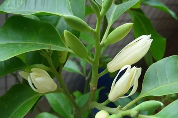 Cách trang trí cây cảnh đón Tết đúng phong thủy cho cả năm phát lộc-7