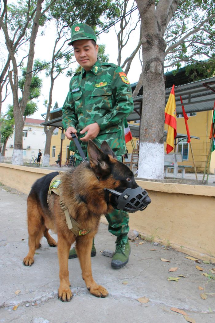 Chú chó cứu hộ ở Làng Nủ sẽ trình diễn tại Triển lãm Quốc phòng quốc tế Việt Nam-7