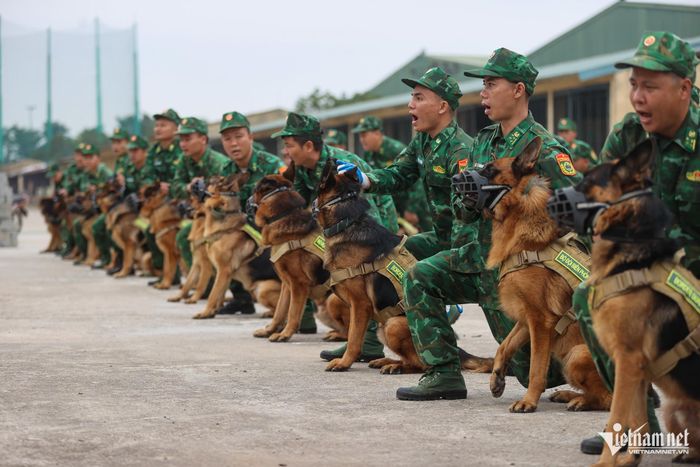 Chú chó cứu hộ ở Làng Nủ sẽ trình diễn tại Triển lãm Quốc phòng quốc tế Việt Nam-2