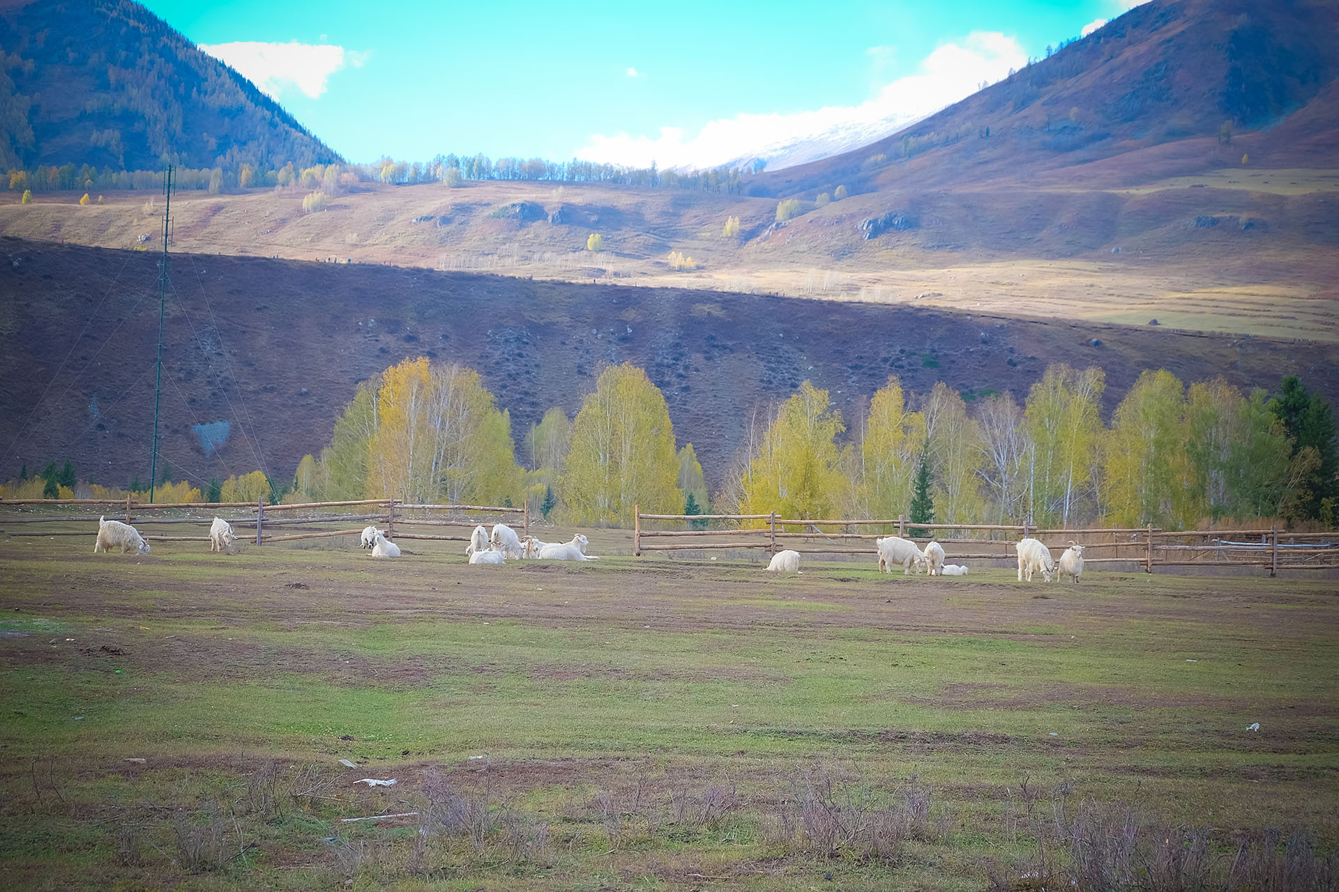 Vạn sắc thu vàng ở làng cổ Tân Cương, khách thích thú tận hưởng từng giây-5