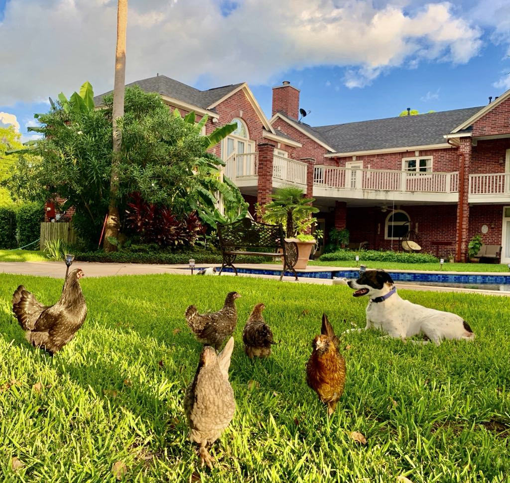 Mẹ Việt ở Mỹ nuôi gà như thú cưng, cho ăn cá hồi, hạt óc chó, thu trứng đủ màu-1