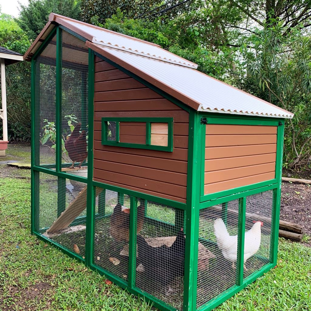 Mẹ Việt ở Mỹ nuôi gà như thú cưng, cho ăn cá hồi, hạt óc chó, thu trứng đủ màu-2