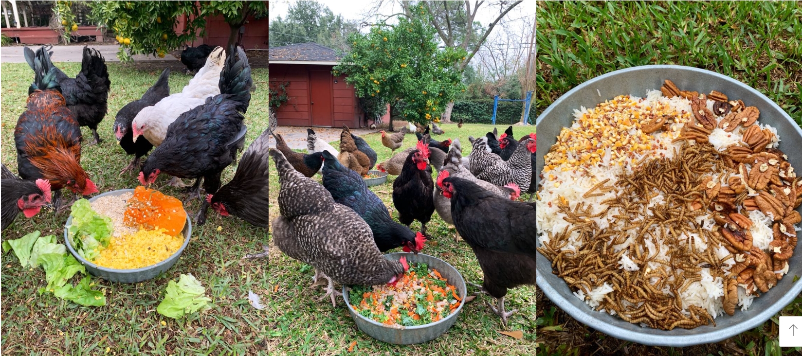 Mẹ Việt ở Mỹ nuôi gà như thú cưng, cho ăn cá hồi, hạt óc chó, thu trứng đủ màu-4