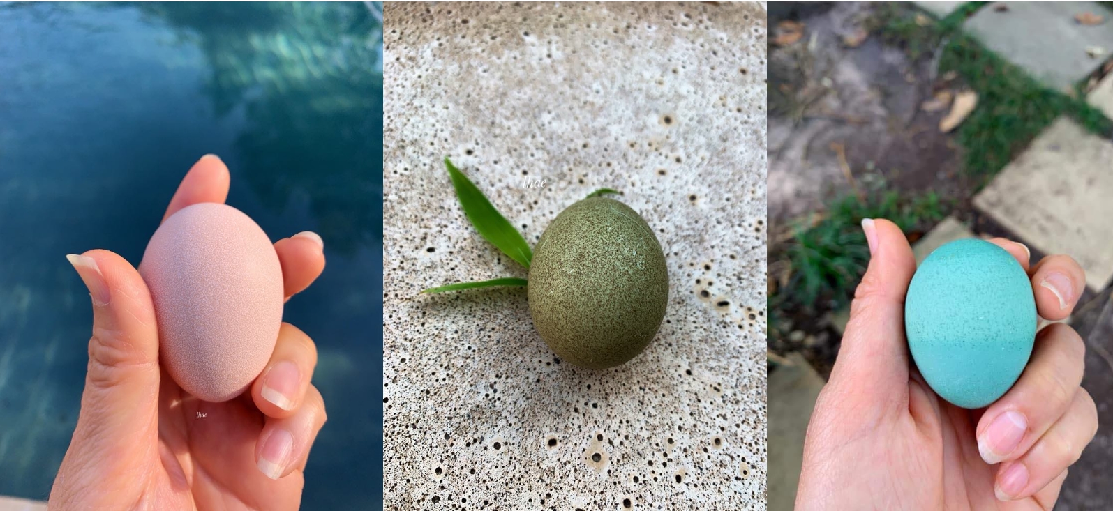 Mẹ Việt ở Mỹ nuôi gà như thú cưng, cho ăn cá hồi, hạt óc chó, thu trứng đủ màu-5