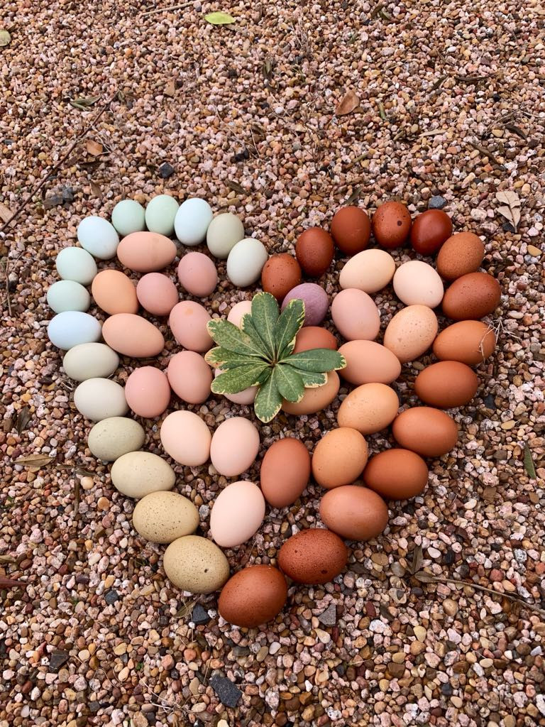 Mẹ Việt ở Mỹ nuôi gà như thú cưng, cho ăn cá hồi, hạt óc chó, thu trứng đủ màu-7