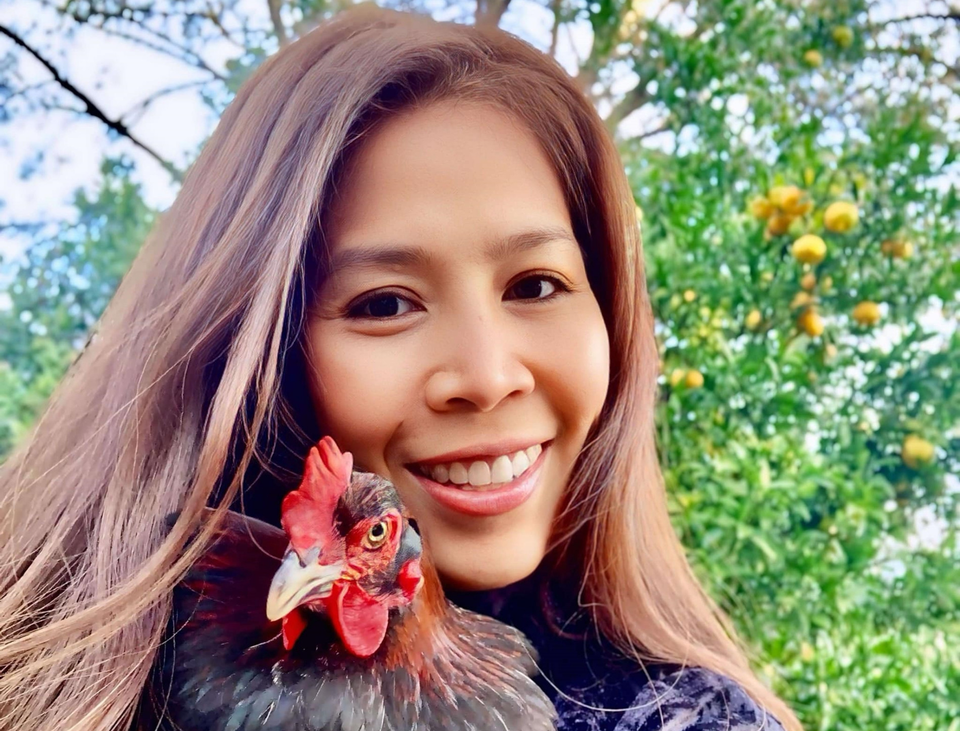 Mẹ Việt ở Mỹ nuôi gà như thú cưng, cho ăn cá hồi, hạt óc chó, thu trứng đủ màu-8