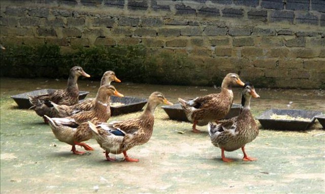 Mạnh dạn nuôi con dân nhậu thích mê, anh nông dân bỏ túi 300 triệu/năm rất nhẹ nhàng-2