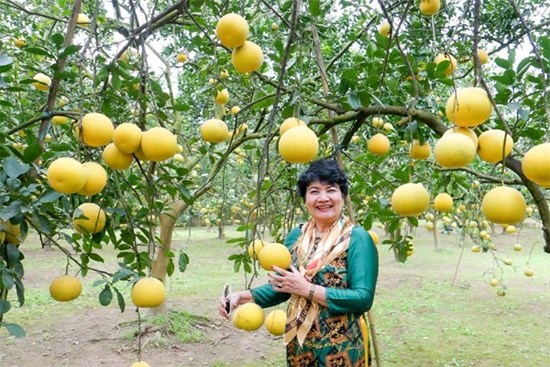 Bên trong vườn bưởi Diễn tiền tỷ hút hàng trăm khách check-in mỗi ngày