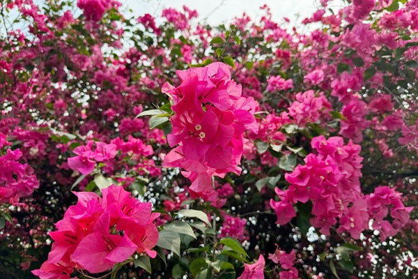 Đây mới là vị trí thích hợp để trồng cây tía tô phát triển quanh năm-4