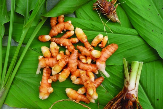 Đừng chỉ ăn lá, củ loài cây này quý như 