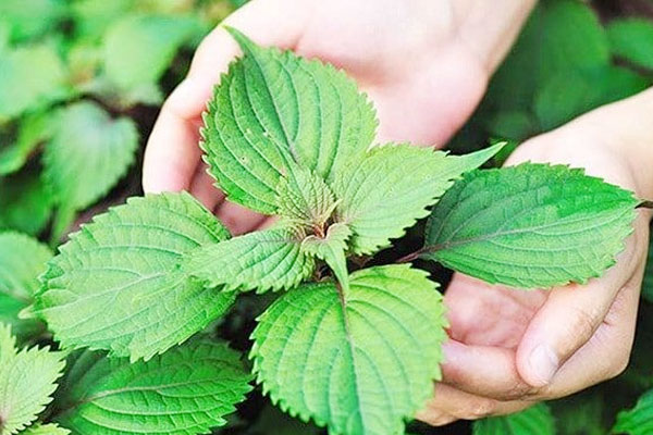 Làm thế nào để cây thiết mộc lan ra hoa?-6