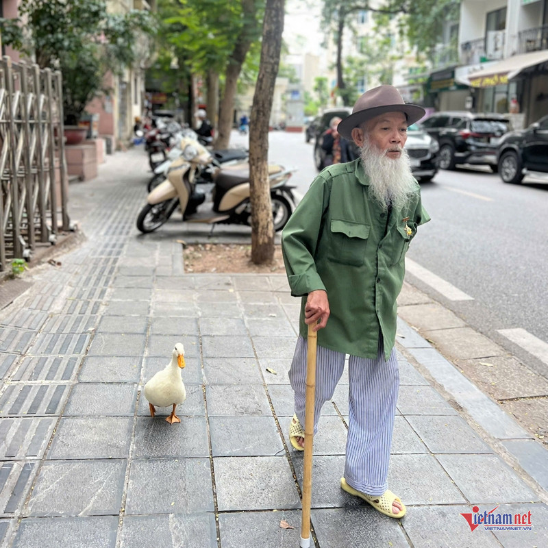 Ông lão Hà Nội nuôi vịt như thú cưng, chiều chiều dắt đi dạo phố-1