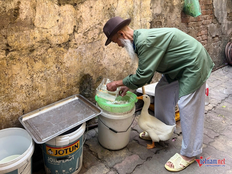 Ông lão Hà Nội nuôi vịt như thú cưng, chiều chiều dắt đi dạo phố-3