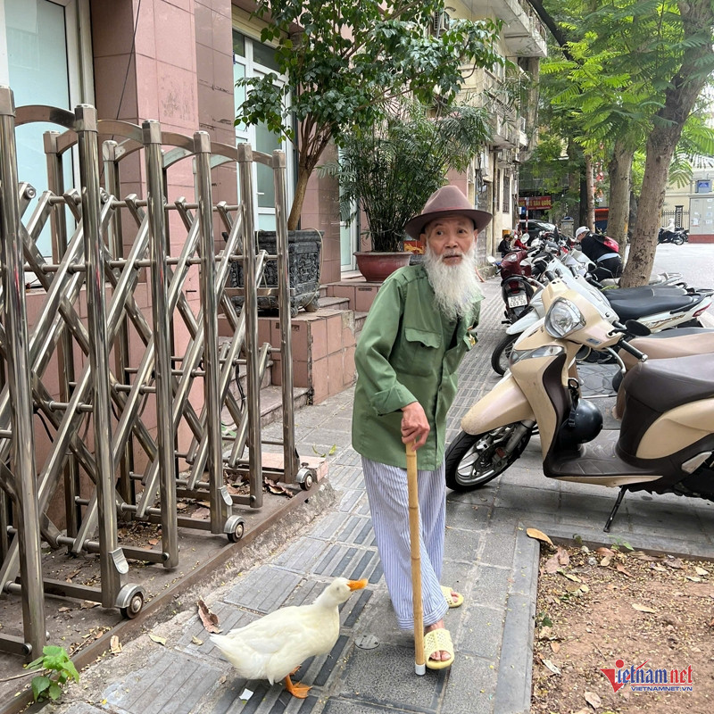 Ông lão Hà Nội nuôi vịt như thú cưng, chiều chiều dắt đi dạo phố-4