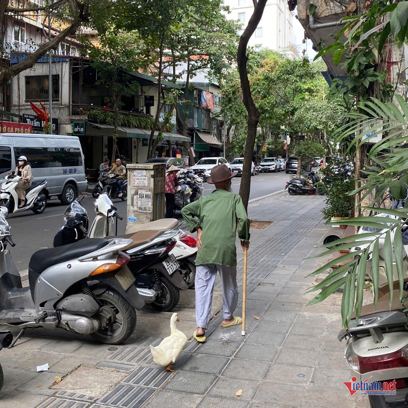 Ông lão Hà Nội nuôi vịt như thú cưng, chiều chiều dắt đi dạo phố-5