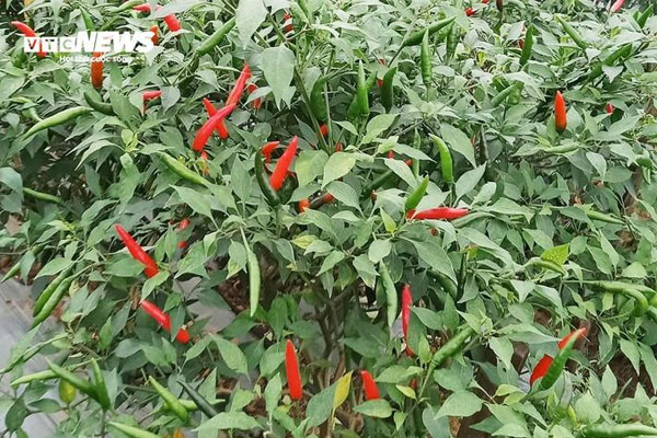 Loại quả trồng khắp Việt Nam, tốt ngang thuốc bổ-1